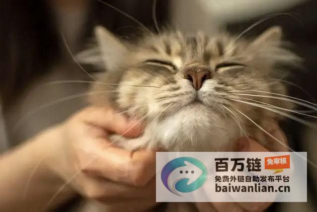 揭秘猫猫摸爽突然咬人背后的原因 (摸猫咪的时候)